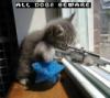 sniper-kitten.jpg